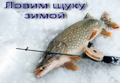 щука пойманная на зимней рыбалке
